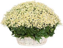 Цветочная композиция из Ромашки в корзине #REPLACE_PRED# Боброве